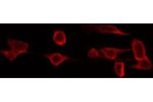 ABIN6272407 staining 293 by IF/ICC. (RAB11FIP4 Antikörper  (Internal Region))