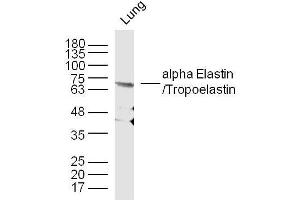 Mouse lung lysates probed with Elastin Polyclonal Antibody, unconjugated  at 1:300 overnight at 4°C followed by a conjugated secondary antibody at 1:10000 for 90 minutes at 37°C. (Elastin Antikörper  (AA 681-786))