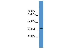 PSMF1 antibody used at 0.
