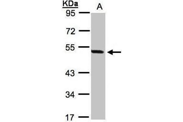 PAX8 anticorps