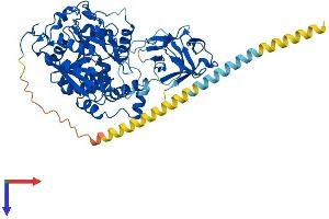 GALNT3 Protein (AA 1-633) (His tag)