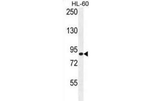 Western Blotting (WB) image for anti-Doublecortin Domain Containing 5 (DCDC5) antibody (ABIN2996229) (DCDC5 Antikörper)