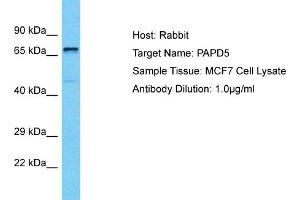 Host: Rabbit Target Name: PAPD5 Sample Tissue: Human MCF7 Whole Cell Antibody Dilution: 1ug/ml (PAPD5 Antikörper  (C-Term))