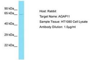 Image no. 1 for anti-Ankyrin Repeat and GTPase Domain Arf GTPase Activating Protein 11 (AGAP11) (AA 80-129) antibody (ABIN6750747) (AGAP11 Antikörper  (AA 80-129))