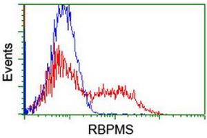 Image no. 2 for anti-RNA Binding Protein with Multiple Splicing (RBPMS) antibody (ABIN1500643) (RBPMS Antikörper)