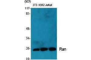 Western Blotting (WB) image for anti-RAN, Member RAS Oncogene Family (RAN) (C-Term) antibody (ABIN3186685) (RAN Antikörper  (C-Term))