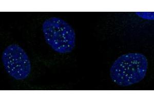 CENP-A phospho Ser18 antibody (pAb) tested by immunofluorescence. (CENPA Antikörper  (pSer16))