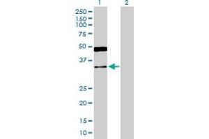 Western Blot analysis of GRHPR expression in transfected 293T cell line by GRHPR MaxPab polyclonal antibody. (GRHPR Antikörper  (AA 1-328))