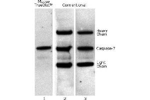 Mouse IP / Western Blot: Caspase 7 was immunoprecipitated from 0. (TrueBlot® Immunoprecipitation and Western Blot Kit for GFP Epitope Tag)