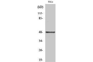 Western Blot (WB) analysis of specific cells using Cyclin E1 Polyclonal Antibody. (Cyclin E1 Antikörper  (Ser21))