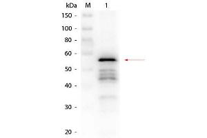 Western Blot of Rabbit anti-Aldehyde Dehydrogenase (yeast) Antibody. (Aldehyde Dehydrogenase Antikörper)