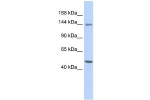 FLII antibody used at 1 ug/ml to detect target protein. (FLII Antikörper)