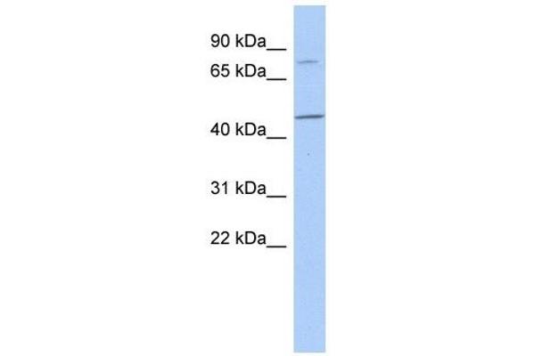 FBXO39 Antikörper  (N-Term)