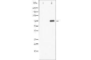 Western blot analysis of Synapsin phosphorylation expression in PMA treated 293 whole cell lysates,The lane on the left is treated with the antigen-specific peptide. (SYN1 Antikörper  (pSer9))