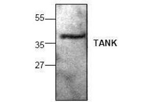Image no. 1 for anti-TRAF Family Member-Associated NFKB Activator (TANK) antibody (ABIN155084) (TANK Antikörper)