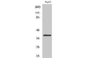 Western Blotting (WB) image for anti-Chemokine (C-C Motif) Receptor-Like 2 (CCRL2) (Internal Region) antibody (ABIN3183725) (CCRL2 Antikörper  (Internal Region))