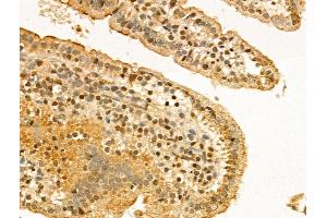 ABIN7094303 and ABIN7098350 at 1/100 staining Mouse colon tissue by IHC-P. (KPNB1 Antikörper  (C-Term))