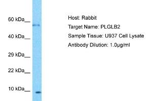 Host: Rabbit Target Name: PLGLB2 Sample Type: U937 Whole Cell lysates Antibody Dilution: 1.
