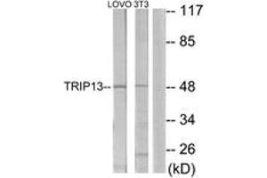 Western blot analysis of extracts from LOVO/NIH-3T3 cells, using TRIP13 Antibody. (TRIP13 Antikörper  (AA 383-432))