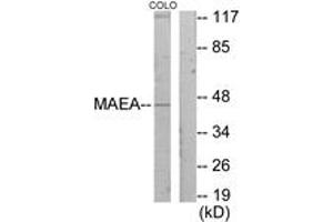 Western blot analysis of extracts from COLO205 cells, using MAEA Antibody. (MAEA Antikörper  (AA 181-230))