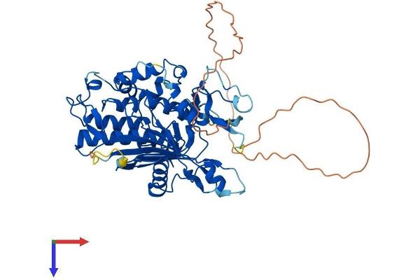 ADAT1 Protein (AA 1-499) (His tag)