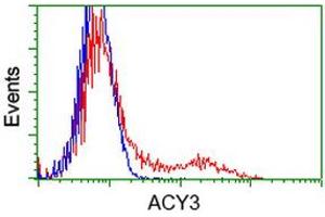 Image no. 4 for anti-Aminoacylase 3 (ACY3) antibody (ABIN1496463) (Aminoacylase 3 Antikörper)