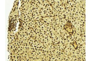 ABIN6272422 at 1/100 staining Mouse liver tissue by IHC-P. (RTCD1 Antikörper  (C-Term))