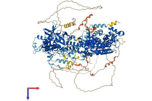 DROSHA Protein (AA 1-1374) (His tag)