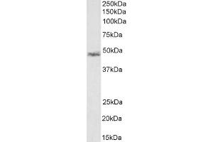 (ABIN185733) (1 μg/mL) staining of Rat KNRK cell lysate (35 μg protein in RIPA buffer). (CCM2 Antikörper  (Internal Region))