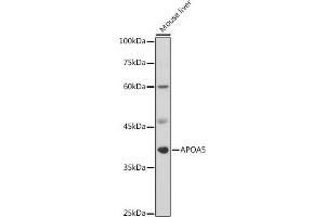 Western blot analysis of extracts of Mouse liver, using  antibody (ABIN3015484, ABIN3015485, ABIN3015486 and ABIN6218517) at 1:1000 dilution. (APOA5 Antikörper  (AA 207-366))