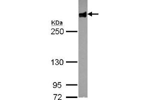 Western Blotting (WB) image for anti-Filamin B, beta (FLNB) (N-Term) antibody (ABIN2854971)