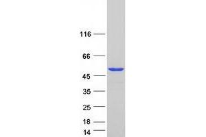 Validation with Western Blot (PUS1 Protein (Transcript Variant 3) (Myc-DYKDDDDK Tag))