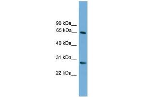 WB Suggested Anti-FBXW8 Antibody Titration: 0. (FBXW8 Antikörper  (Middle Region))