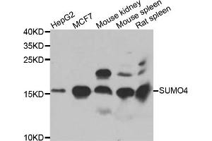 Western blot analysis of extracts of various cell lines, using SUMO4 antibody (ABIN5975591) at 1/1000 dilution. (SUMO4 Antikörper)