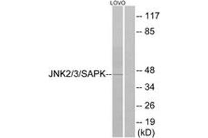 Western blot analysis of extracts from LOVO cells, using SAPK/JNK (Ab-183) Antibody. (SAPK, JNK (AA 166-215) Antikörper)
