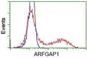 HEK293T cells transfected with either RC206987 overexpress plasmid (Red) or empty vector control plasmid (Blue) were immunostained by anti-ARFGAP1 antibody (ABIN2454349), and then analyzed by flow cytometry. (ARFGAP1 Antikörper)
