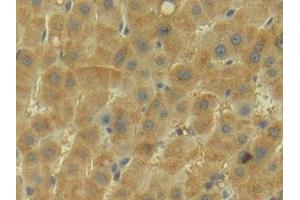 Immunohistochemistry (IHC) image for anti-Apolipoprotein M (APOM) (AA 8-188) antibody (ABIN7434803)