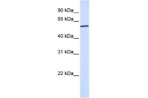 Karyopherin Alpha 4 antibody used at 1 ug/ml to detect target protein.