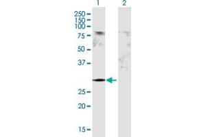 Western Blot analysis of GSTM5 expression in transfected 293T cell line by GSTM5 MaxPab polyclonal antibody. (GSTM5 Antikörper  (AA 1-218))