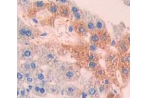 IHC-P analysis of Mouse Tissue, with DAB staining. (MT-ND1 Antikörper  (AA 122-171))