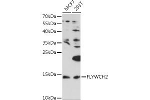 Western blot analysis of extracts of various cell lines, using FLYWCH2 Rabbit pAb (ABIN7267220) at 1:1000 dilution. (FLYWCH2 Antikörper  (AA 51-140))