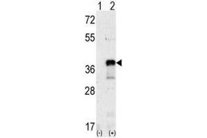 Image no. 2 for anti-SNAIL (SNAI1) (N-Term) antibody (ABIN357453) (SNAIL Antikörper  (N-Term))