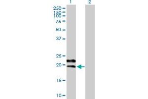 Western Blot analysis of GYPC expression in transfected 293T cell line by GYPC MaxPab polyclonal antibody. (CD236/GYPC Antikörper  (AA 1-128))