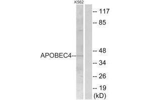 Western blot analysis of extracts from K562 cells, using APOBEC4 antibody. (APOBEC4 Antikörper)
