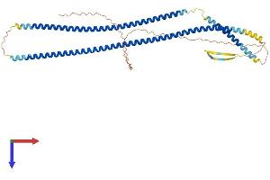 KRT15 Protein (AA 1-456) (His tag)