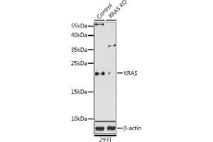 Western blot analysis of extracts from normal (control) and KRAS knockout (KO) 293T cells, using KRAS antibody (ABIN6132168, ABIN6143000, ABIN6143001 and ABIN6216439) at 1:1000 dilution. (K-RAS Antikörper  (AA 30-188))