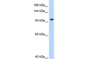 Western Blotting (WB) image for anti-Splicing Factor 3a, Subunit 1 (SF3A1) antibody (ABIN2462195) (SF3A1 Antikörper)