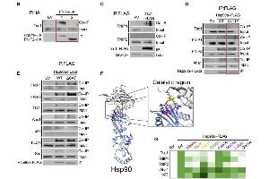Hsp90 catalytic loop facilitates binding of Tsc1 and FNIPs co-chaperones: (B) FNIP1-HA, FNIP2-HA, or empty vector (EV; control) was immunoprecipitated from HEK293 cells.