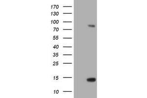 Image no. 1 for anti-Spastic Paraplegia 7 (SPG7) (AA 300-573) antibody (ABIN1491374) (SPG7 Antikörper  (AA 300-573))