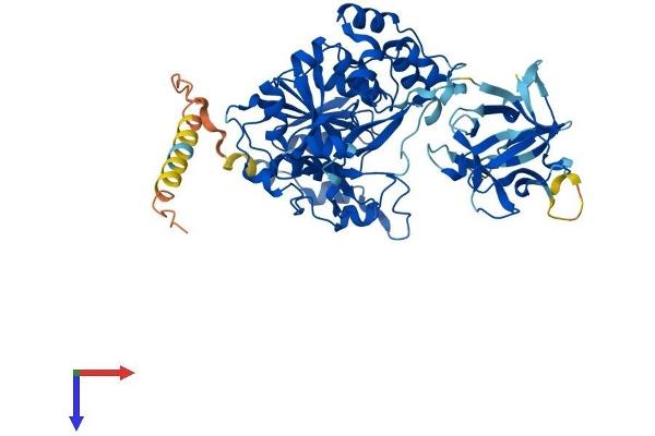 GALNT14 Protein (AA 1-552) (His tag)